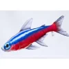 Coussin Neon Tetra Gaby