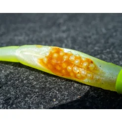 Leurre Souple Fox Rage Scent Shad - 9Cm